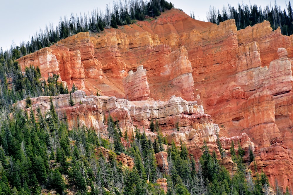 a group of trees on the side of a mountain