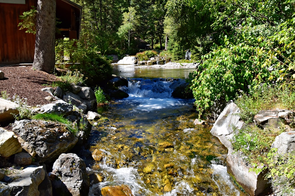 a stream running through a lush green forest