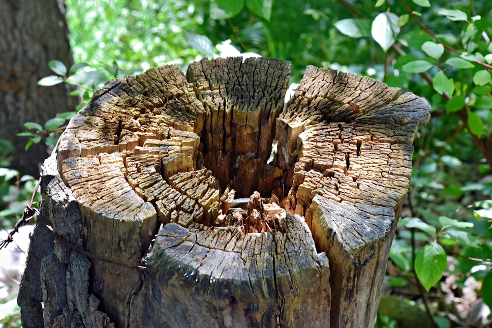 a close up of a tree stump in a forest