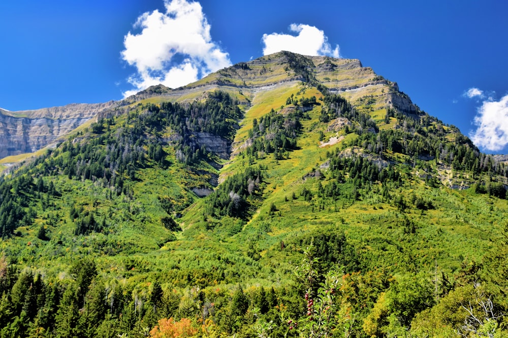 a very tall mountain with lots of trees on it