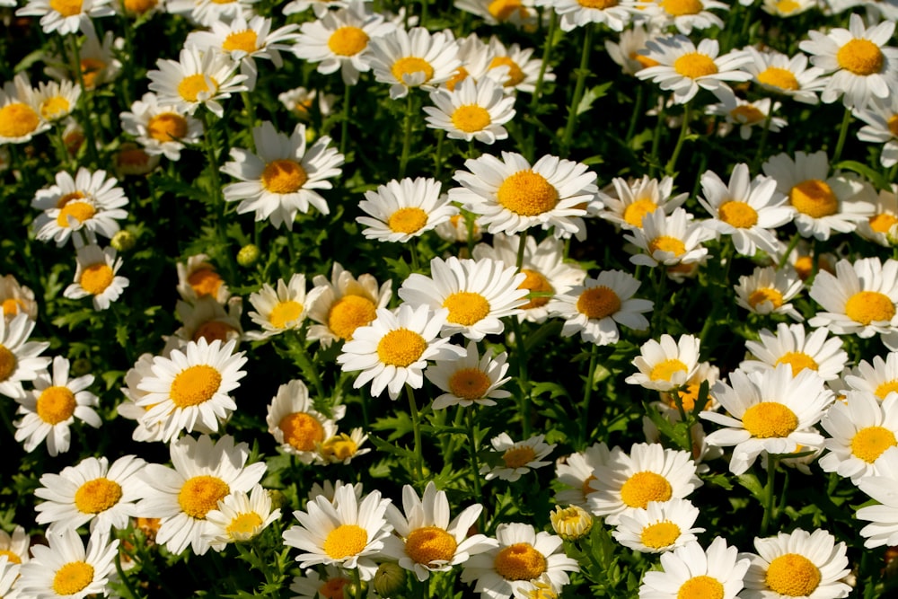 a field full of white and yellow flowers