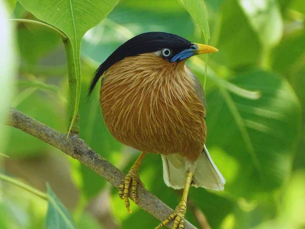 a colorful bird perched on a tree branch