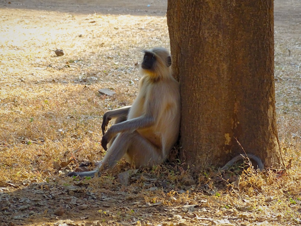 a monkey sitting on the ground next to a tree