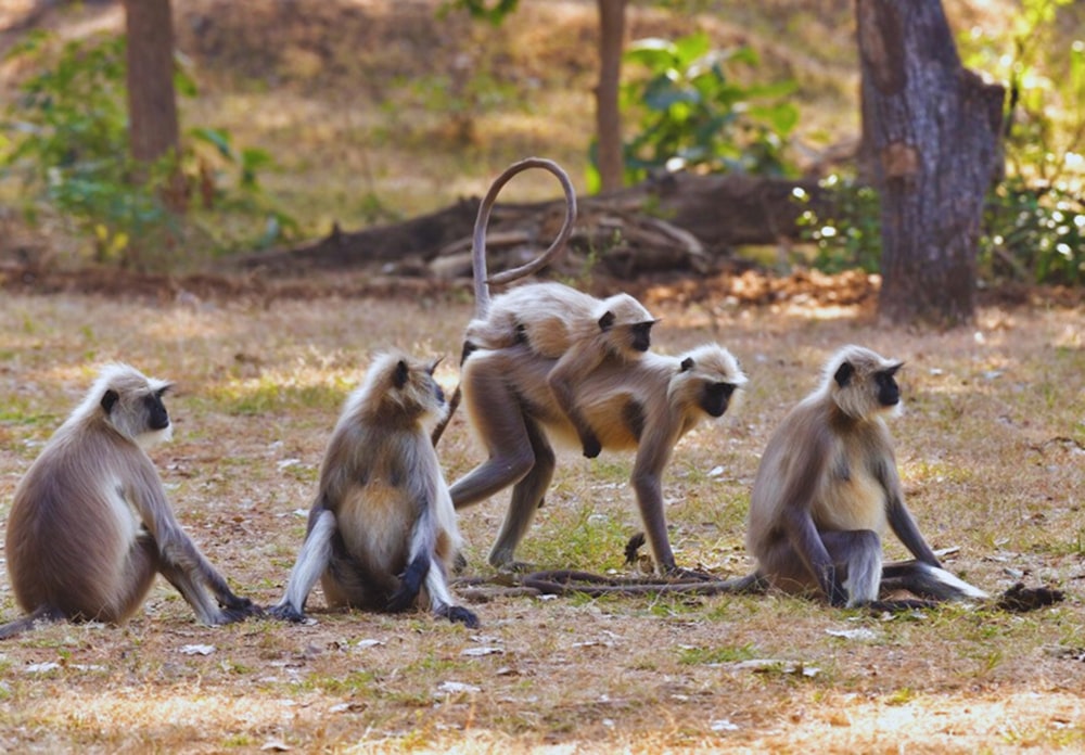 a group of monkeys sitting on top of a grass covered field