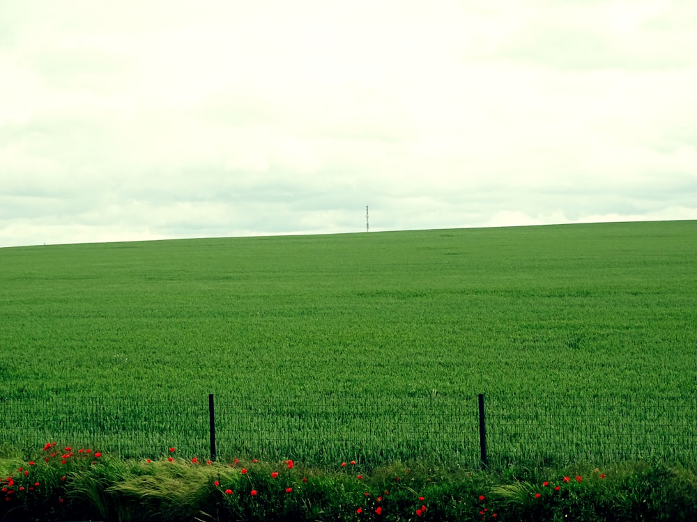 a field of grass with a fence in the foreground