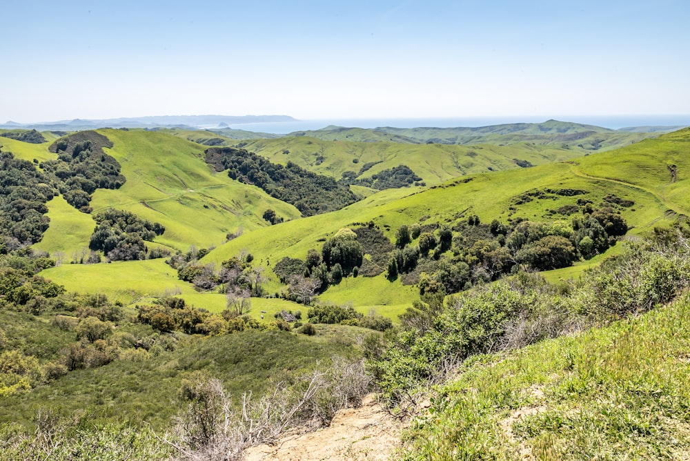 a lush green hillside covered in lots of trees