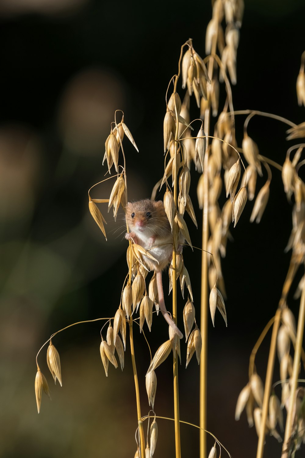 a small bird sitting on top of a tall plant