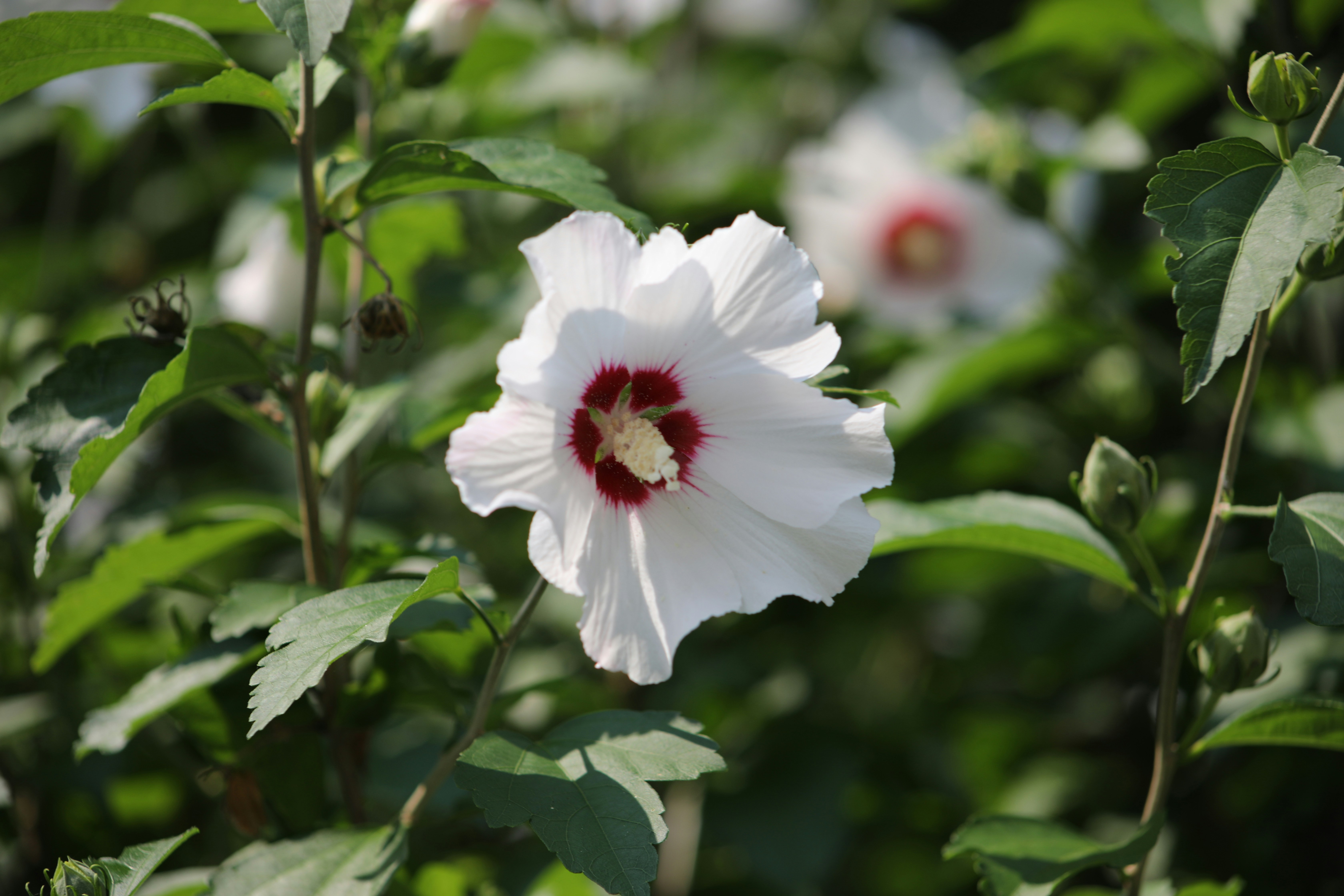 Photo by sarahscraftography