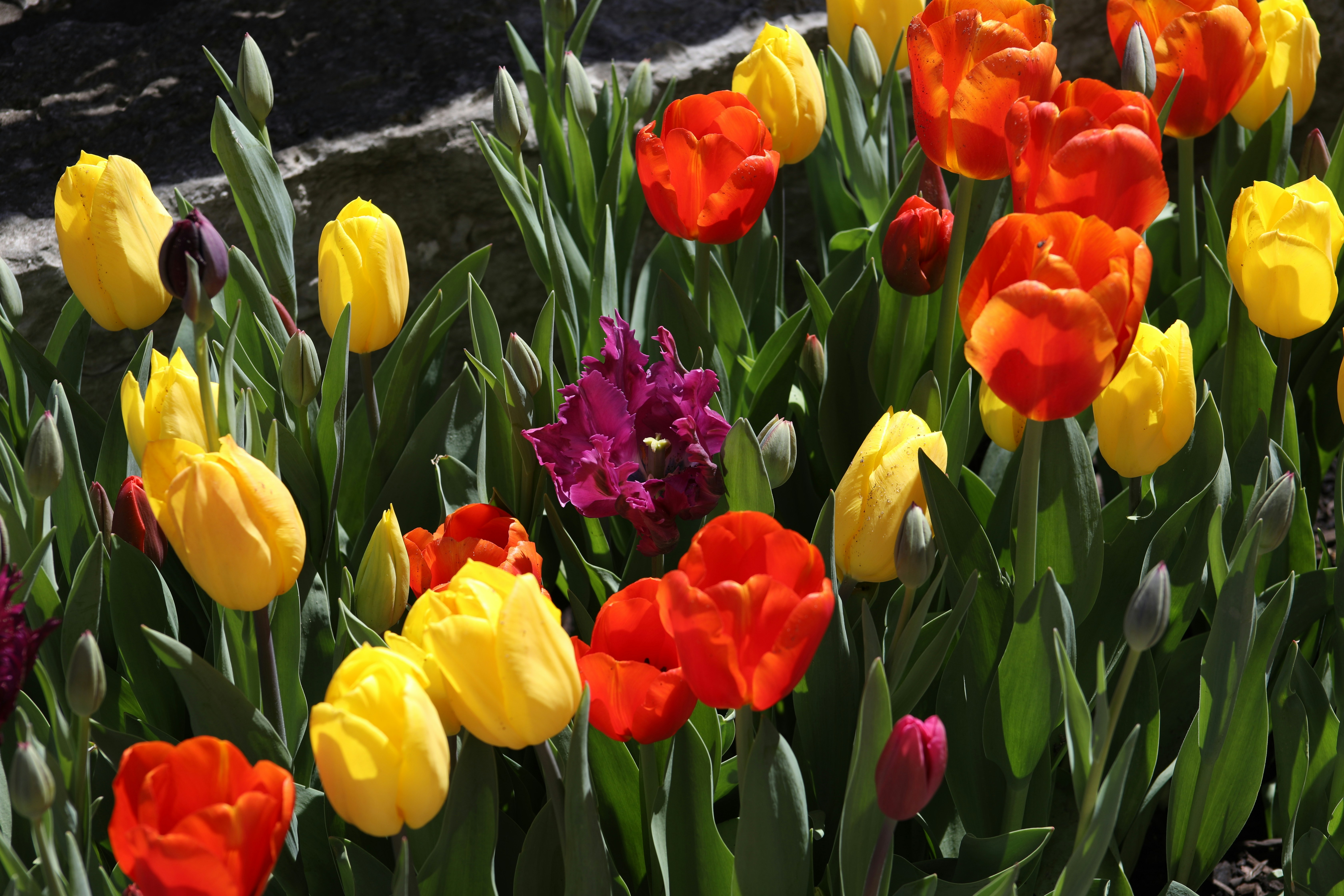 Photo by sarahscraftography