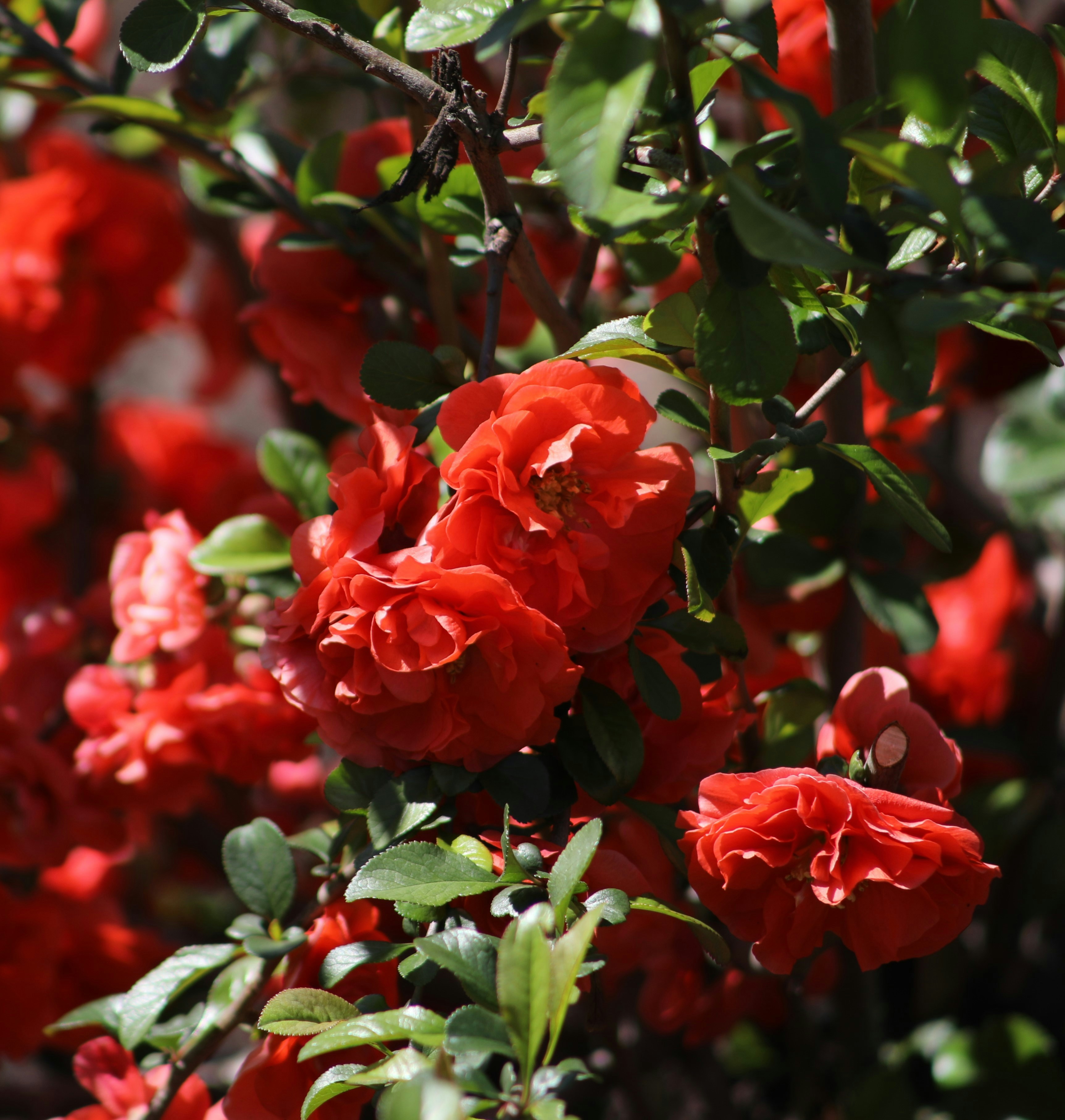 Photo by sarahscraftography