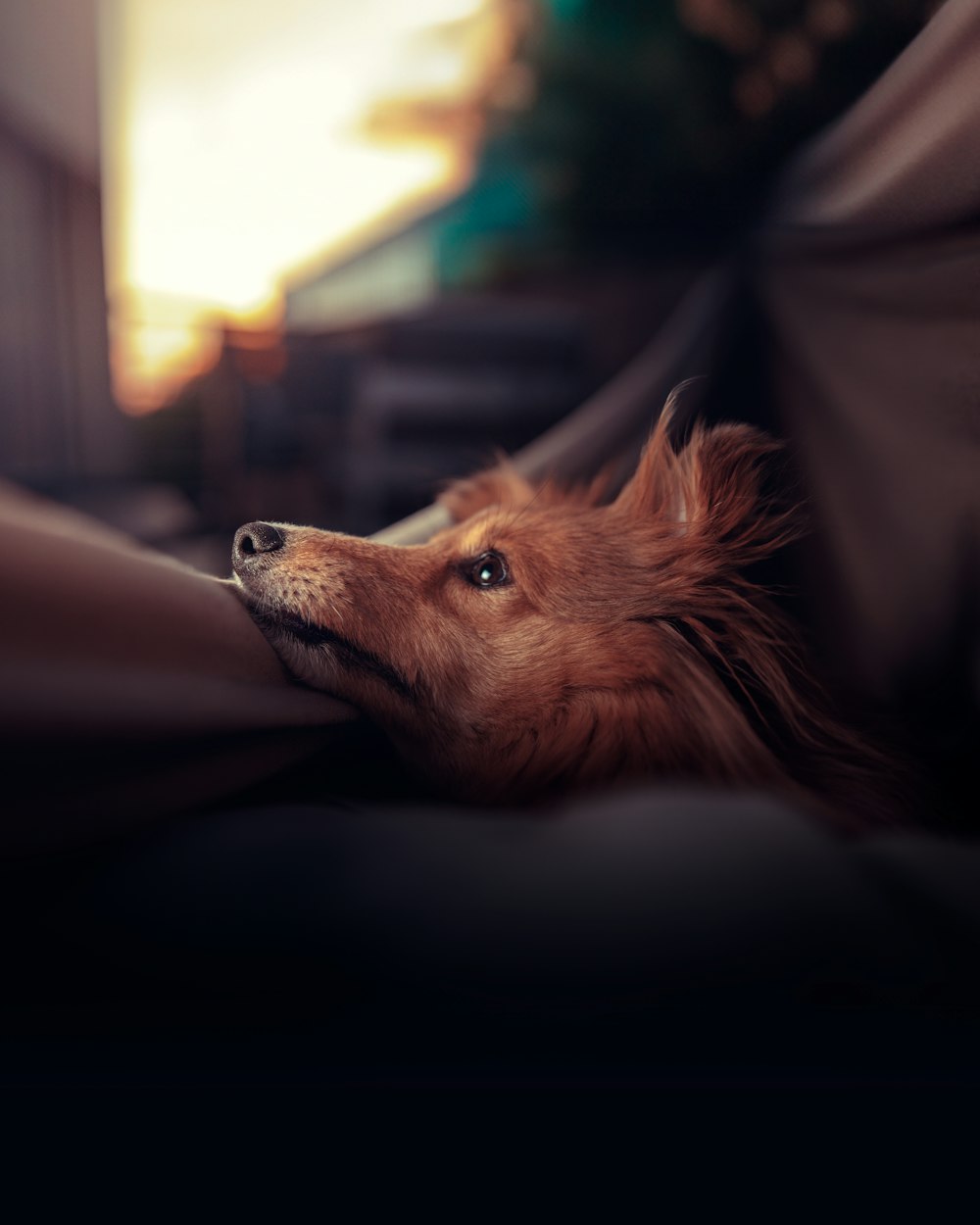 a brown dog laying on top of a bed under a blanket