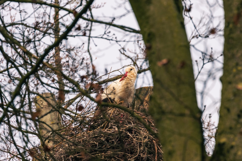 a bird sitting on top of a nest in a tree