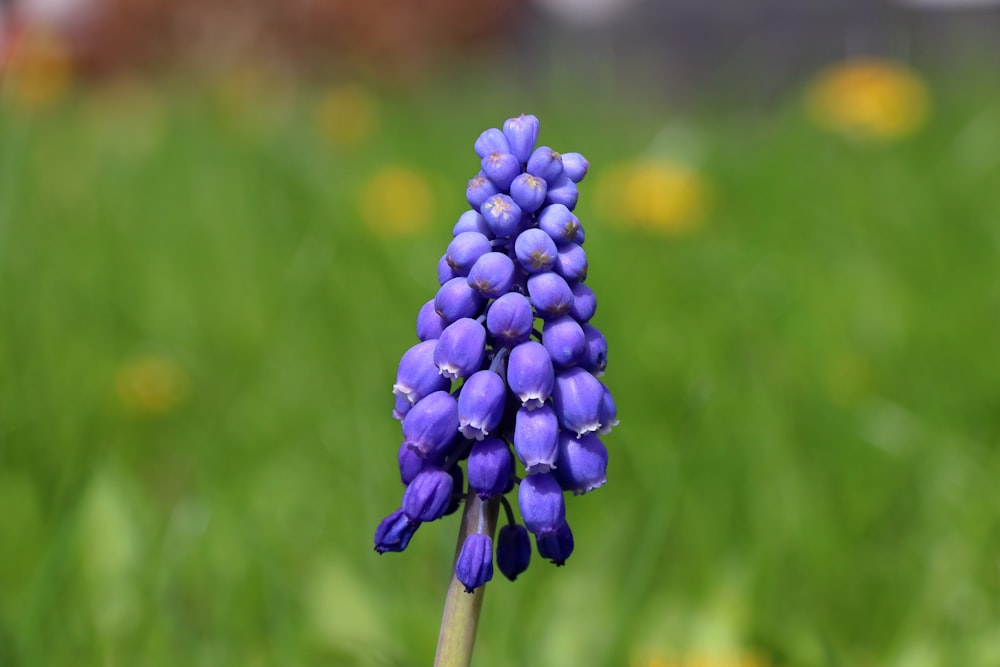 a close up of a purple flower in a field