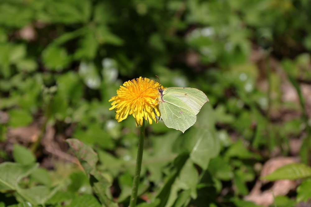 a yellow and white butterfly sitting on a yellow flower