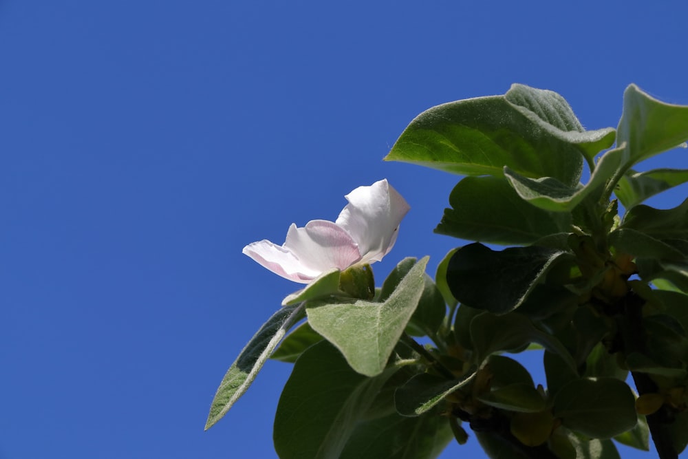 a white flower with green leaves on a tree