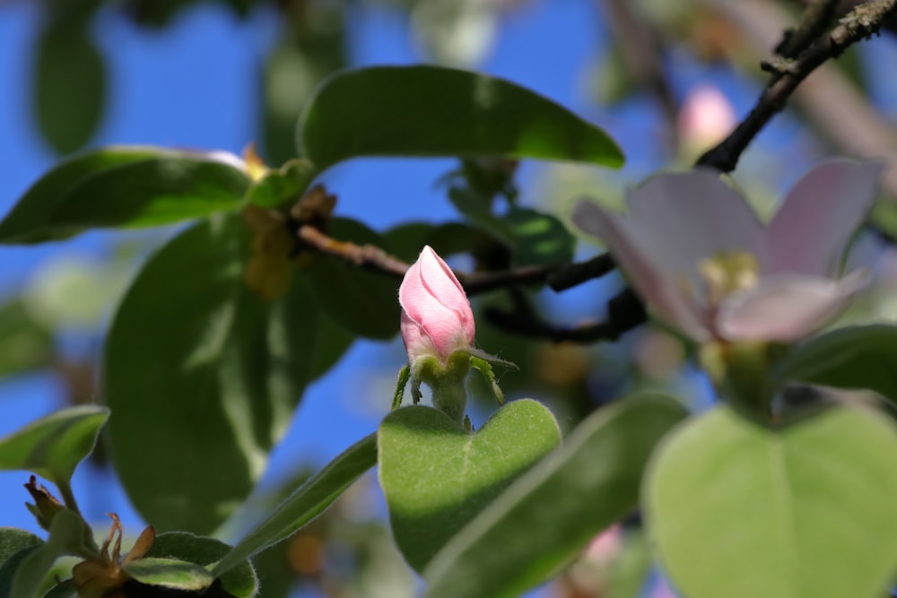 a small pink flower on a tree branch