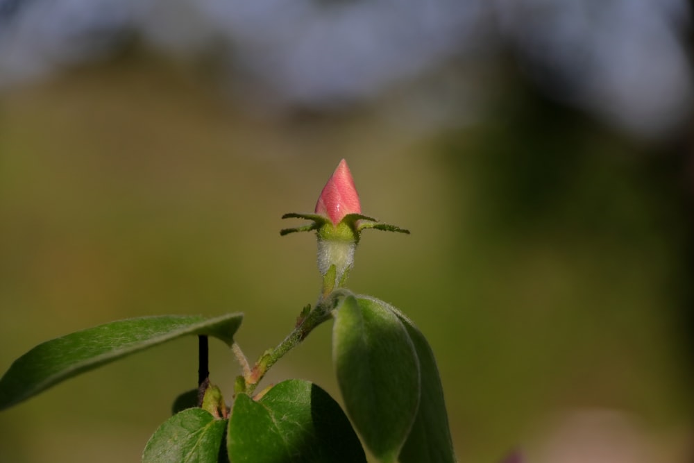 a small pink flower with a green stem