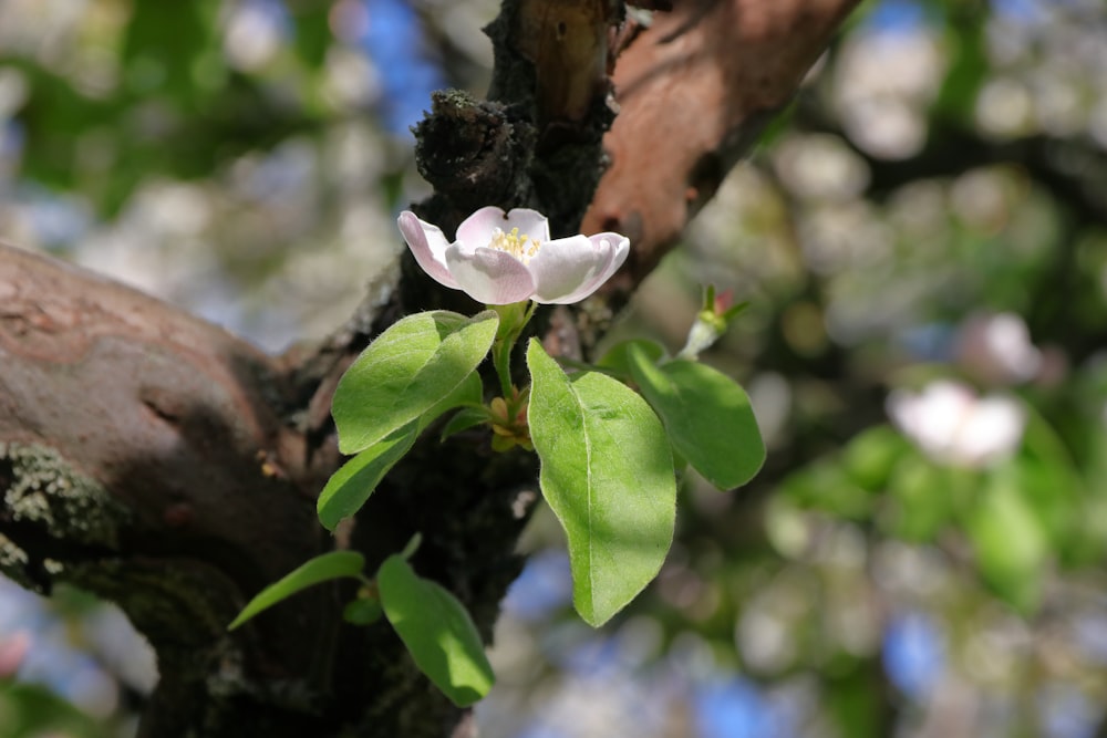 a small white flower on a tree branch