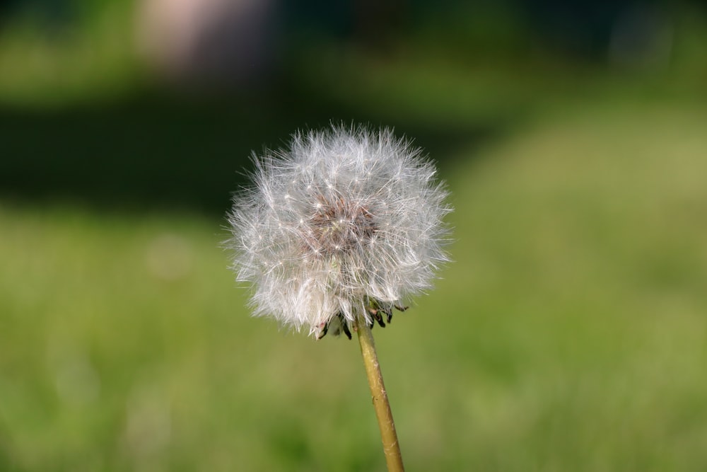a dandelion in the middle of a grassy field