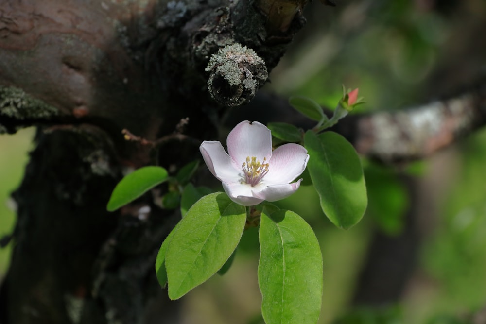 a flower that is on a tree branch