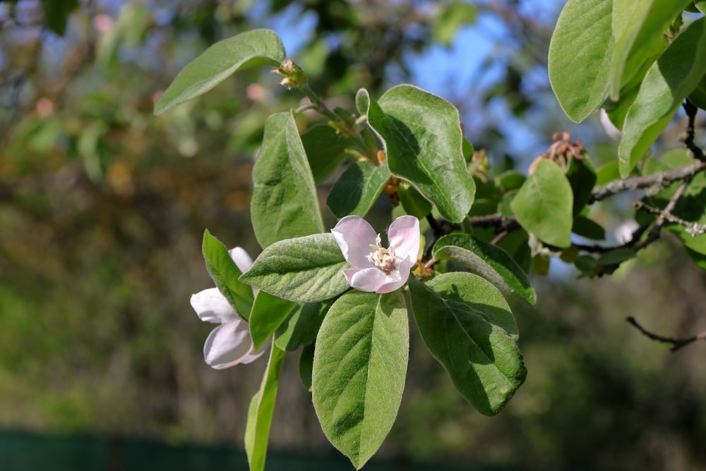 a branch of an apple tree with white flowers