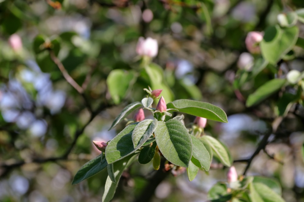 a tree with lots of green leaves and pink flowers