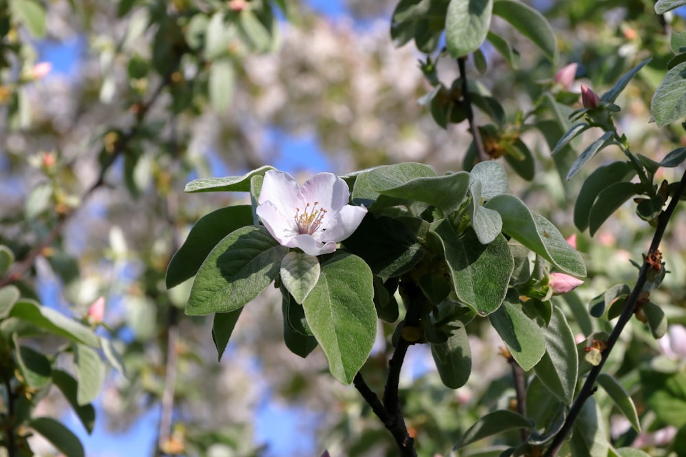 a close up of a flower on a tree