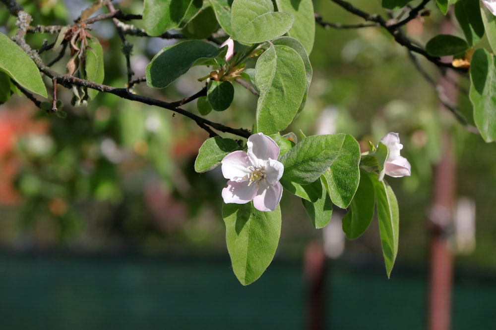 a close up of a flower on a tree branch