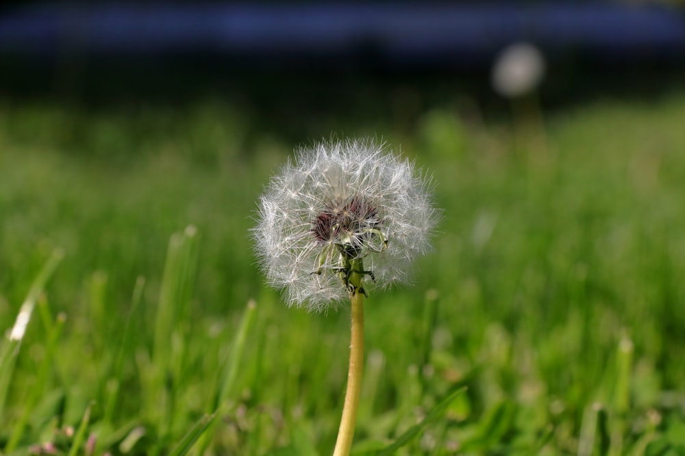 a dandelion sitting in the middle of a field