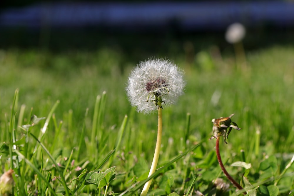 a dandelion in the middle of a grassy field