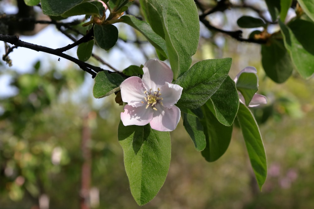 a close up of a flower on a tree branch