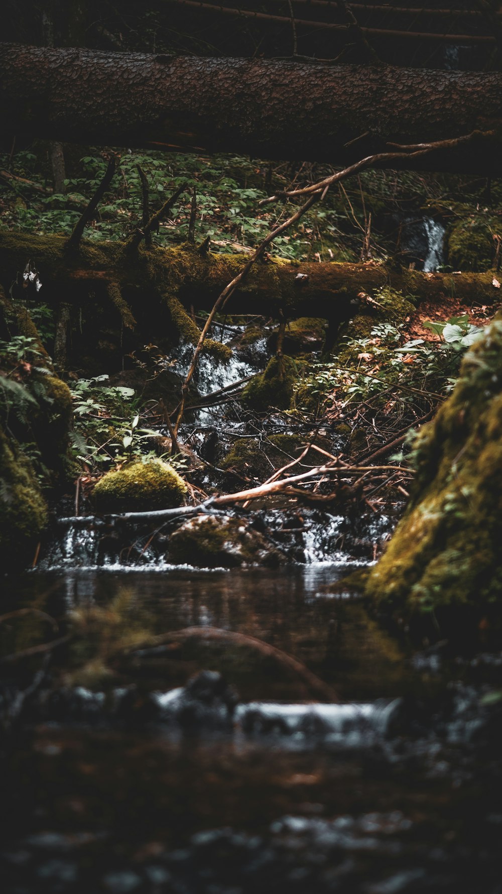 a stream running through a lush green forest