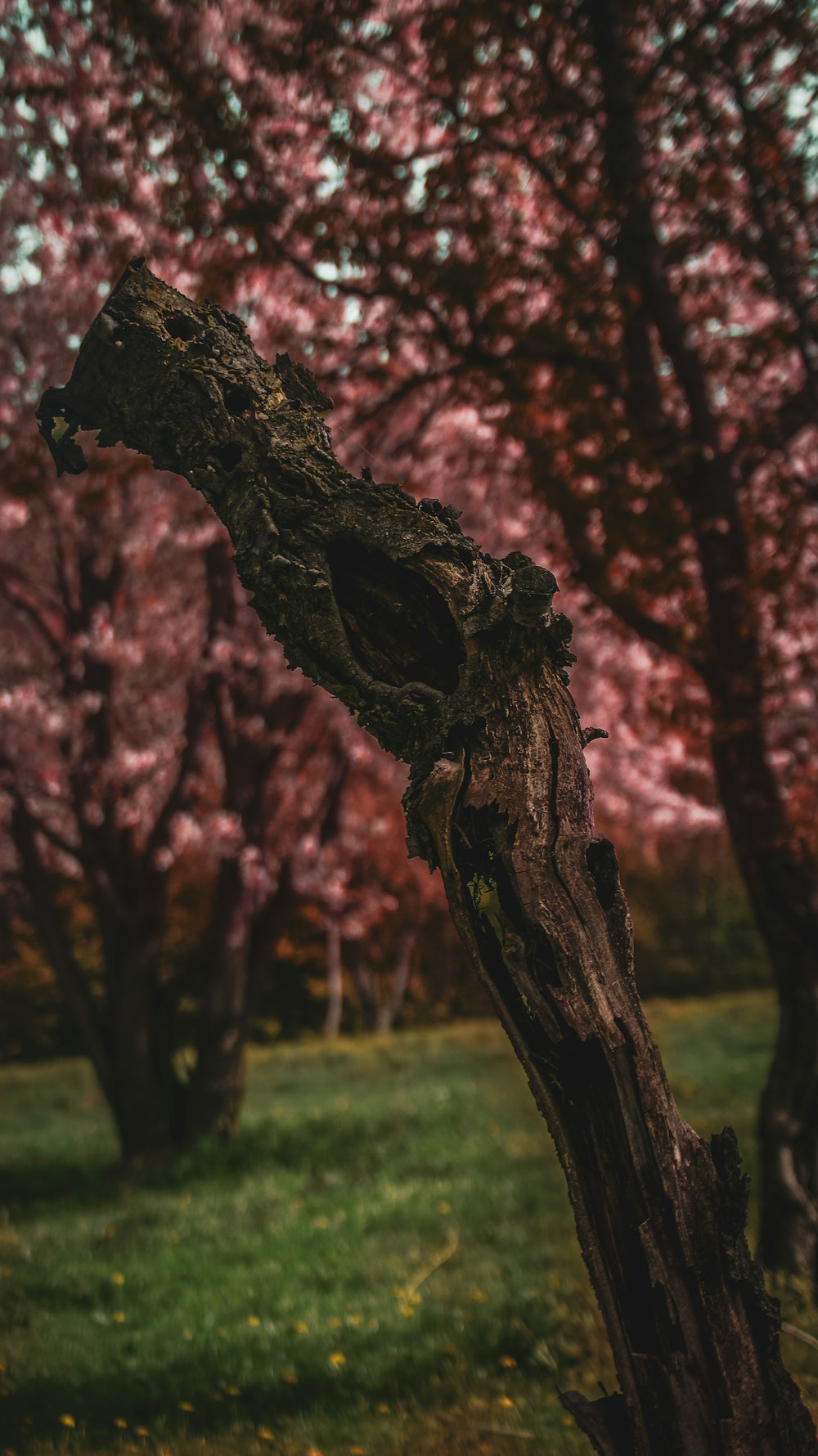 a tree that is in the grass near some trees