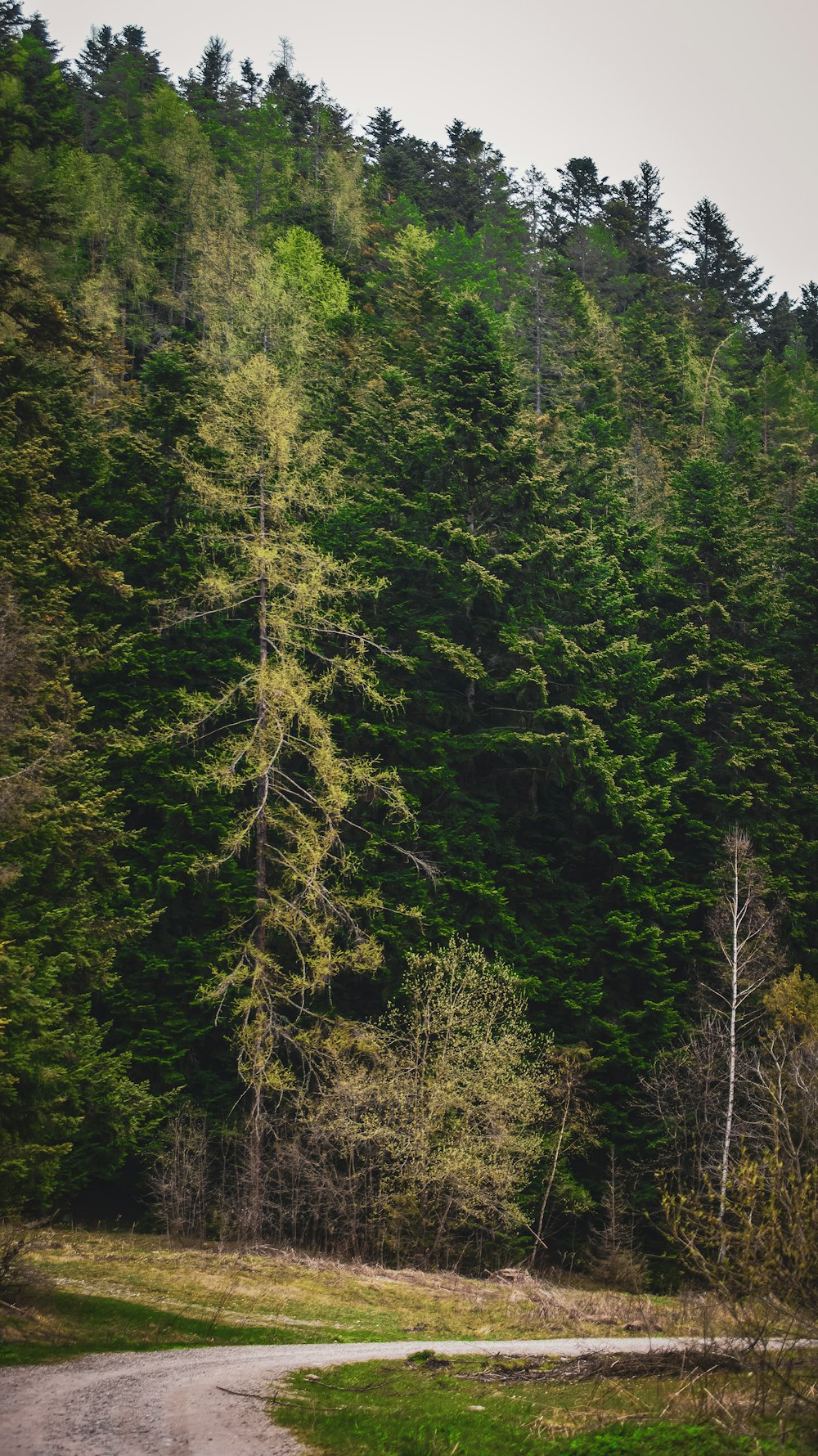 a dirt road in front of a forest