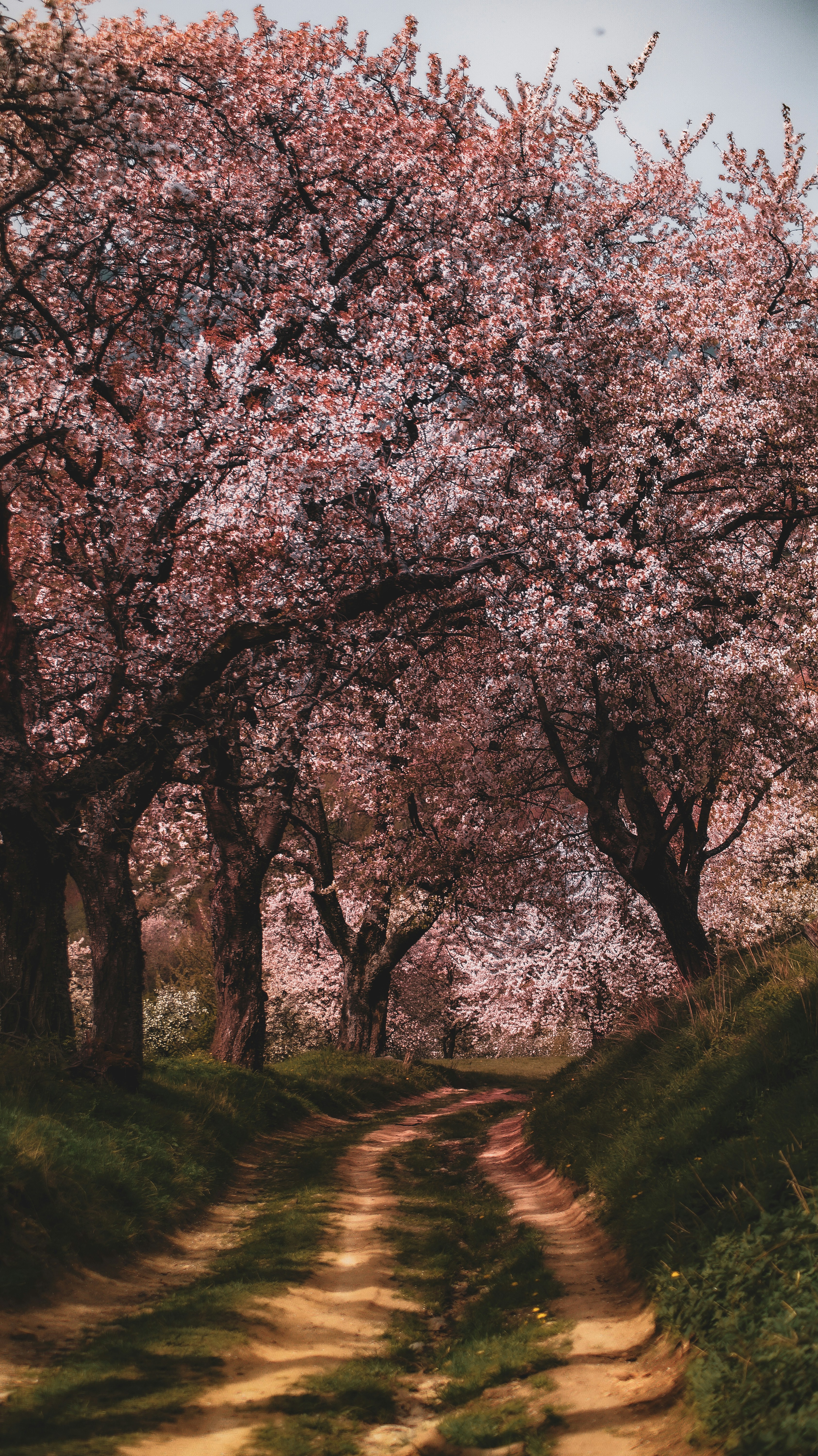 How To Become a Ninja