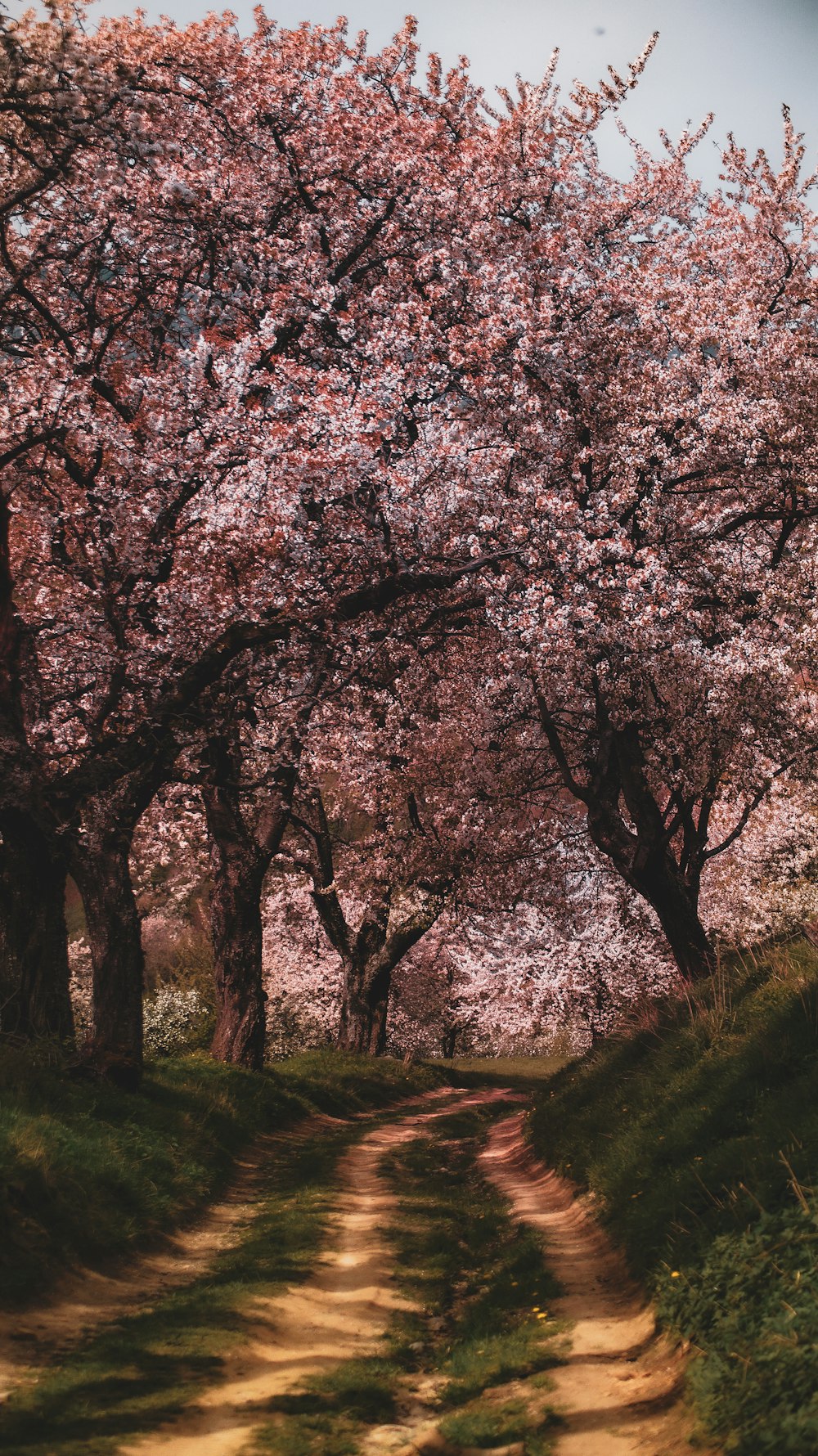 a dirt road surrounded by trees with pink flowers