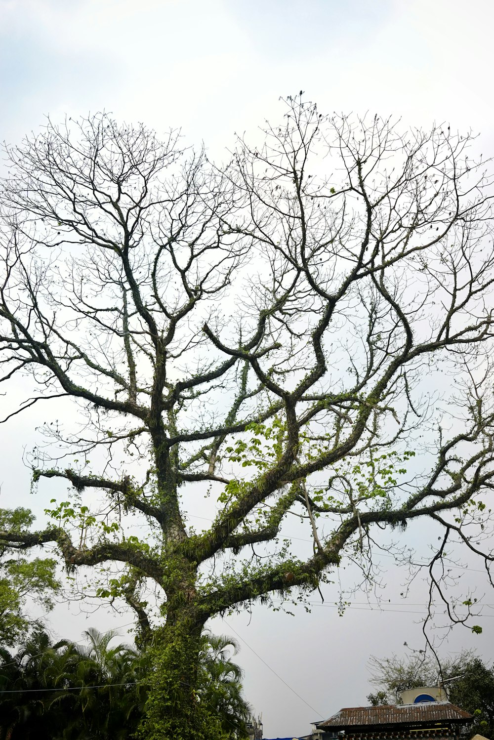 a large tree with no leaves on it