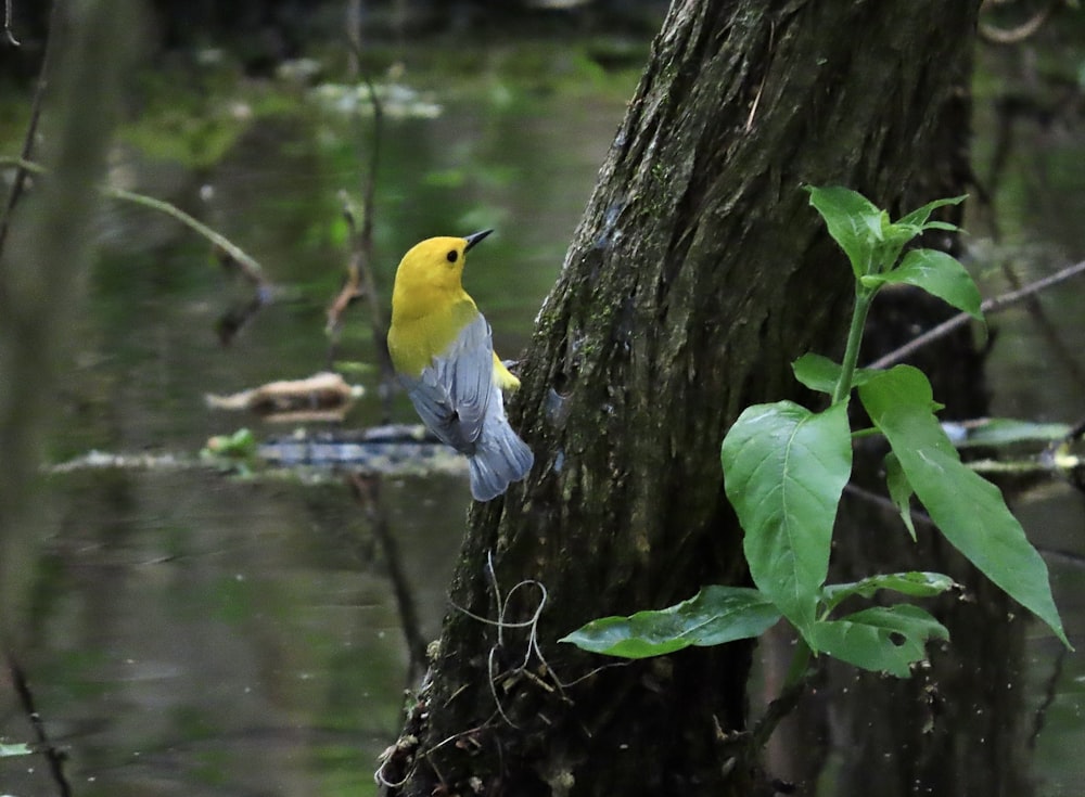 a small yellow and gray bird perched on a tree