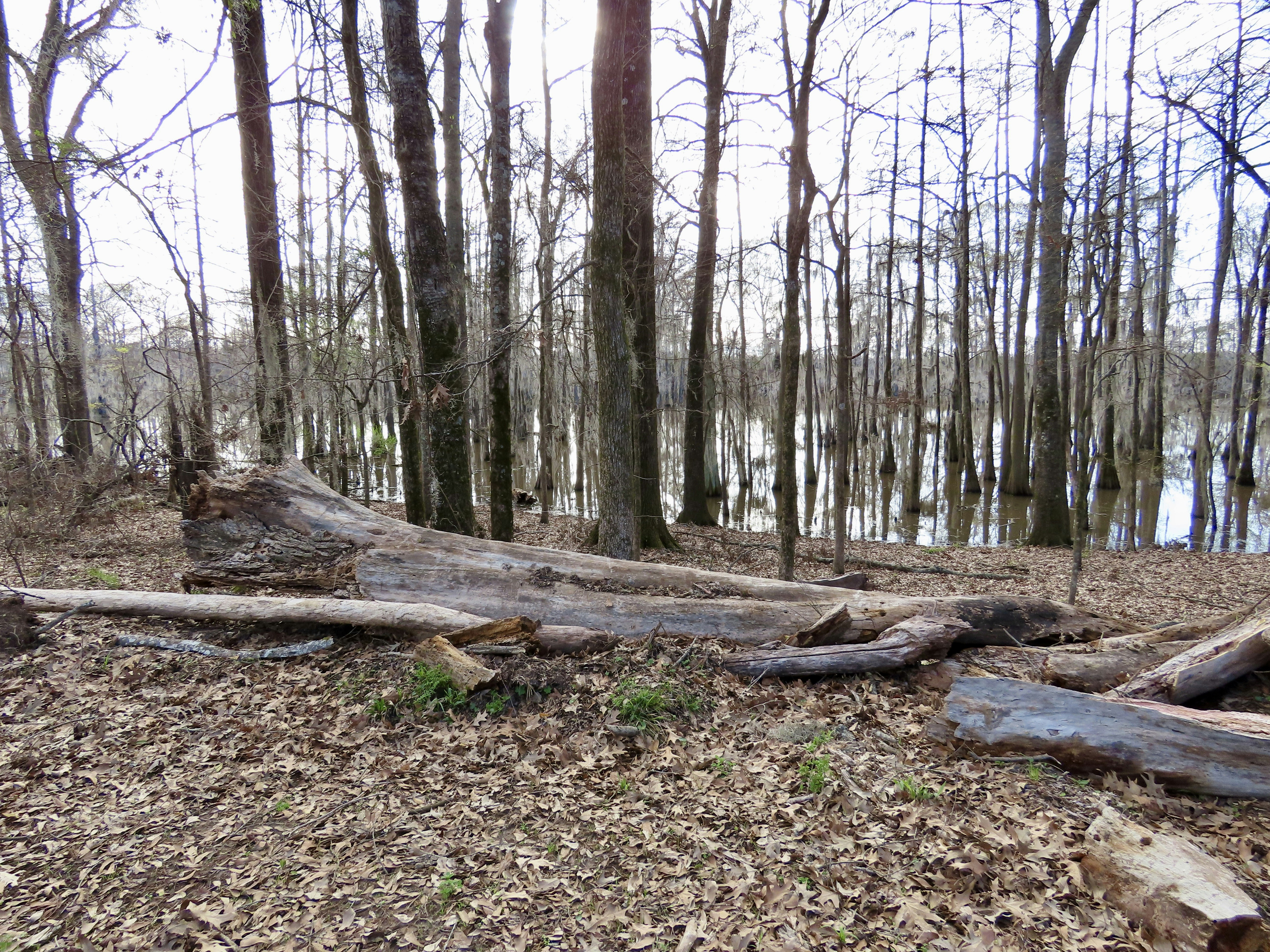 a fallen tree in a wooded area next to a body of water, 