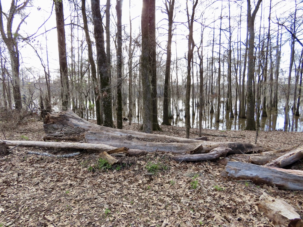 a fallen tree in a wooded area next to a body of water