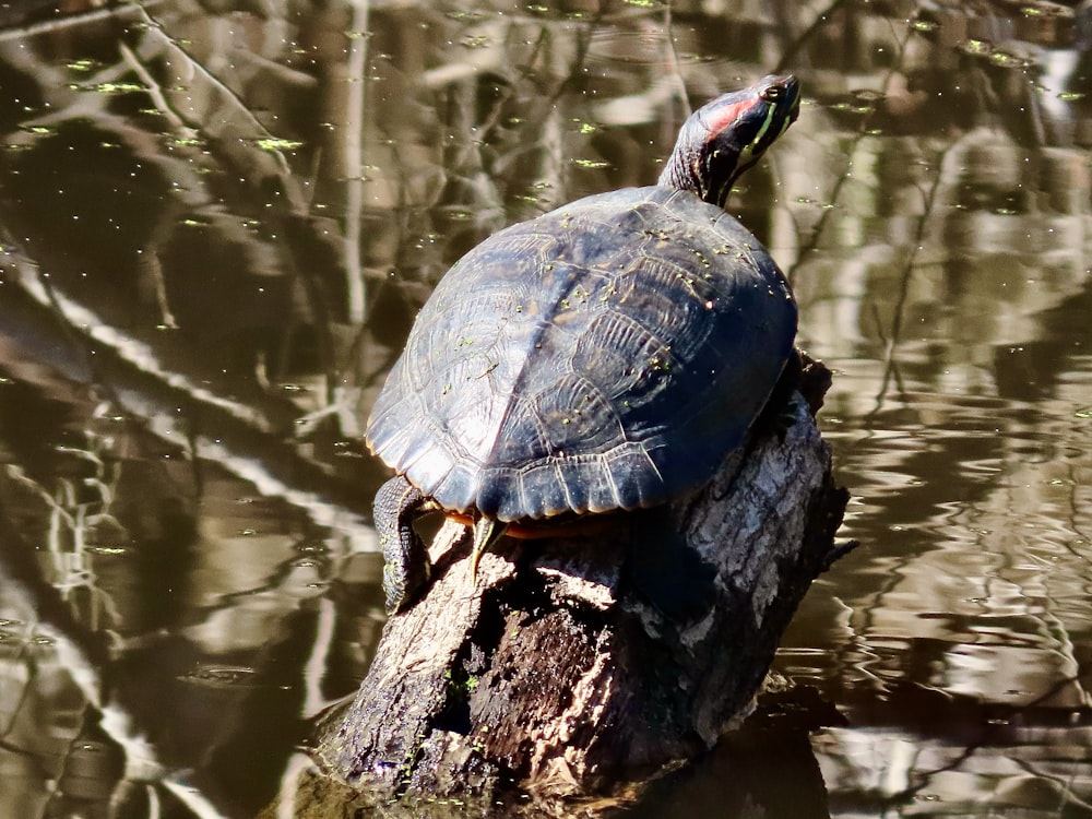 a turtle sitting on top of a log in the water