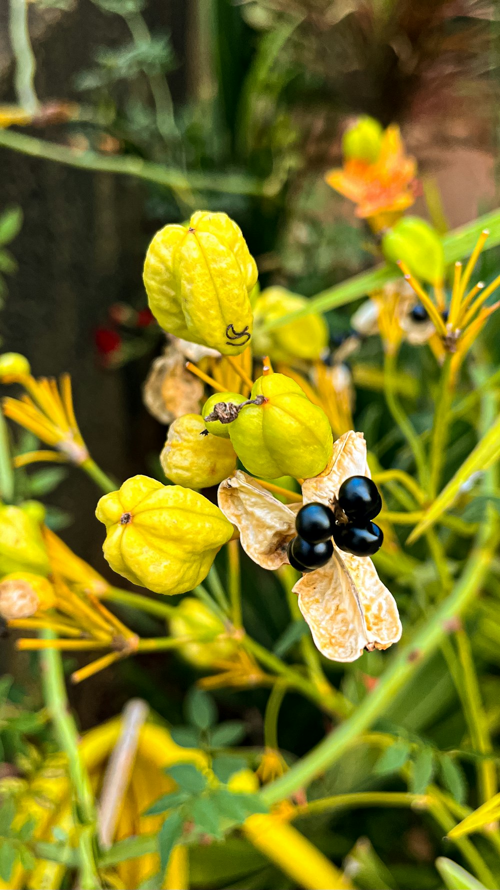 a close up of a plant with yellow flowers