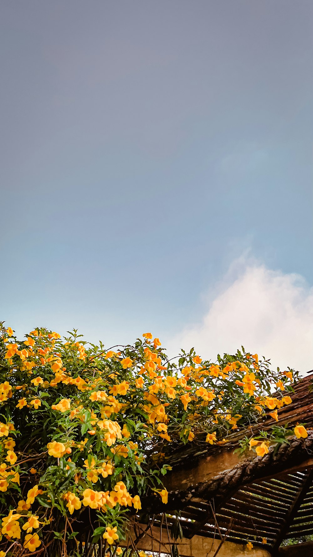 yellow flowers growing on the roof of a building