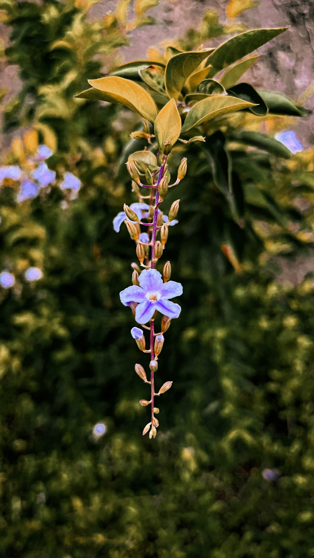 a purple flower with green leaves in the background