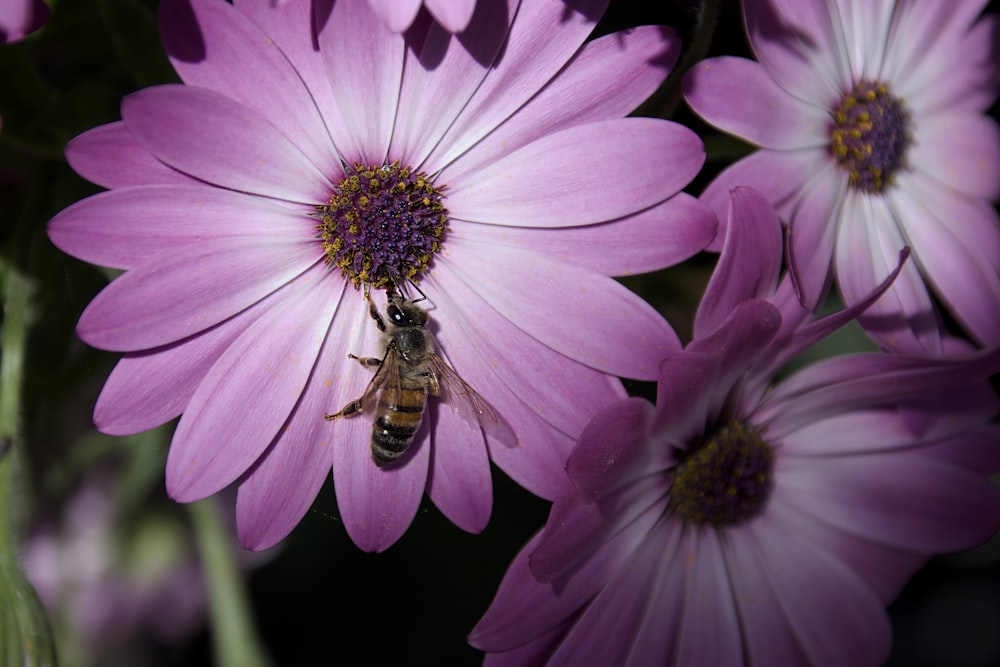 a bee is sitting on a purple flower