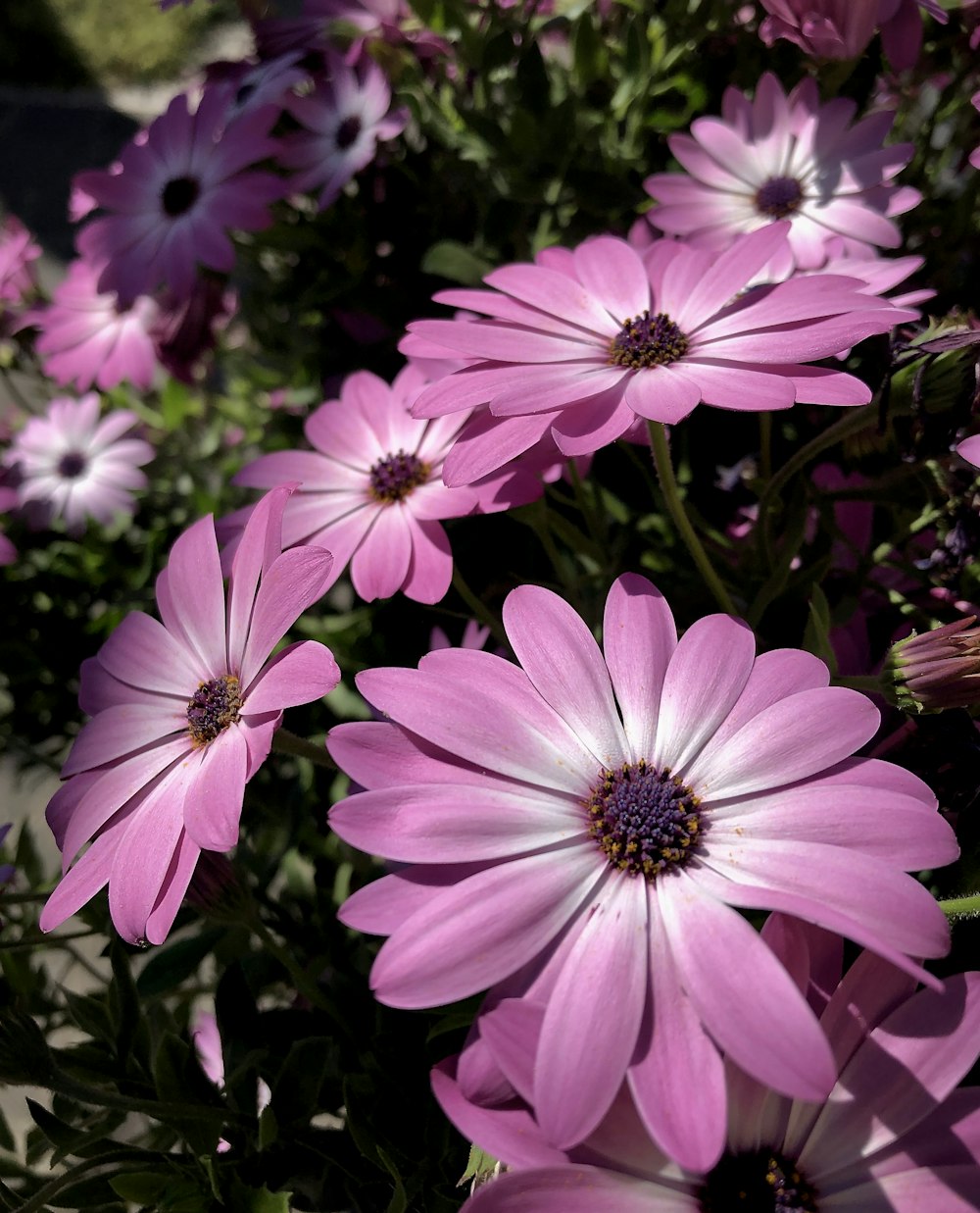 a close up of a bunch of pink flowers