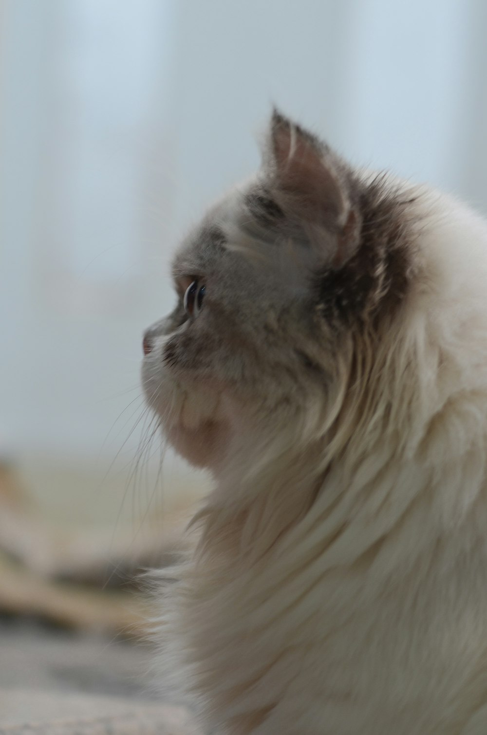 a close up of a cat with a blurry background