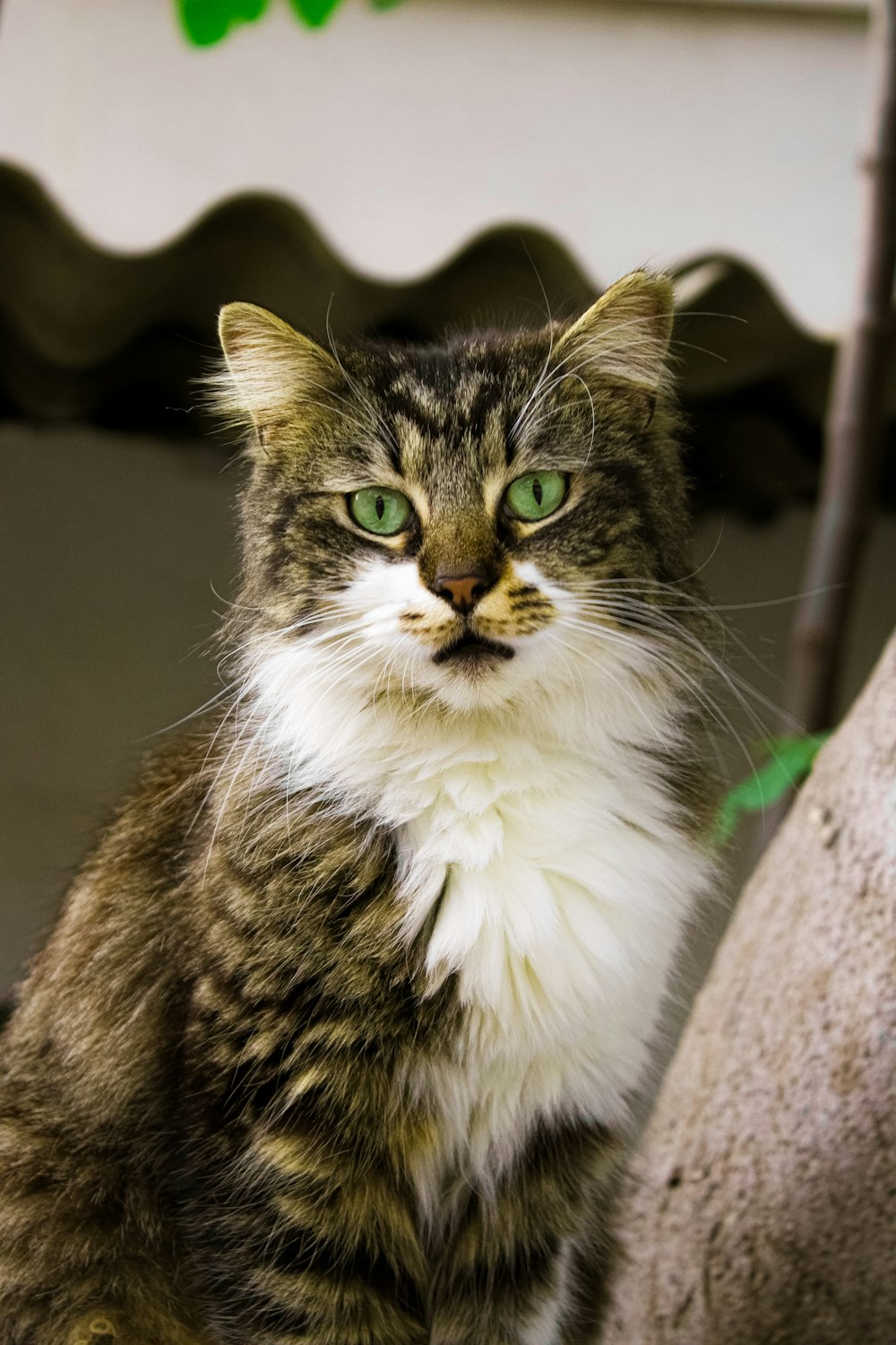 a cat with green eyes sitting on a ledge