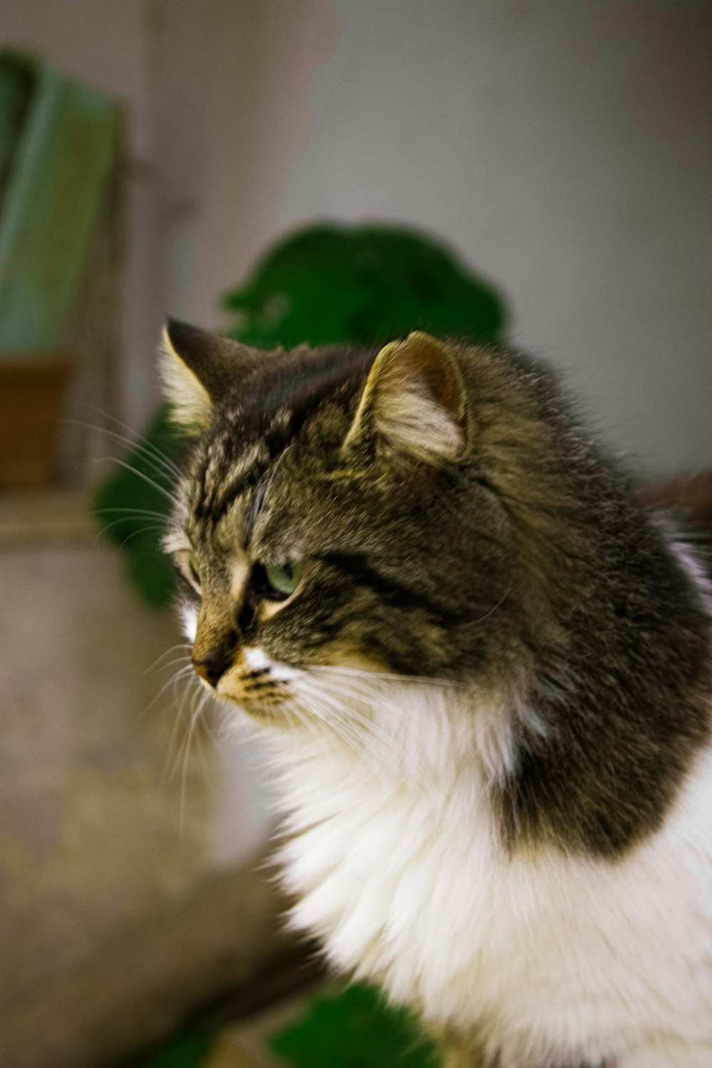 a close up of a cat on a table