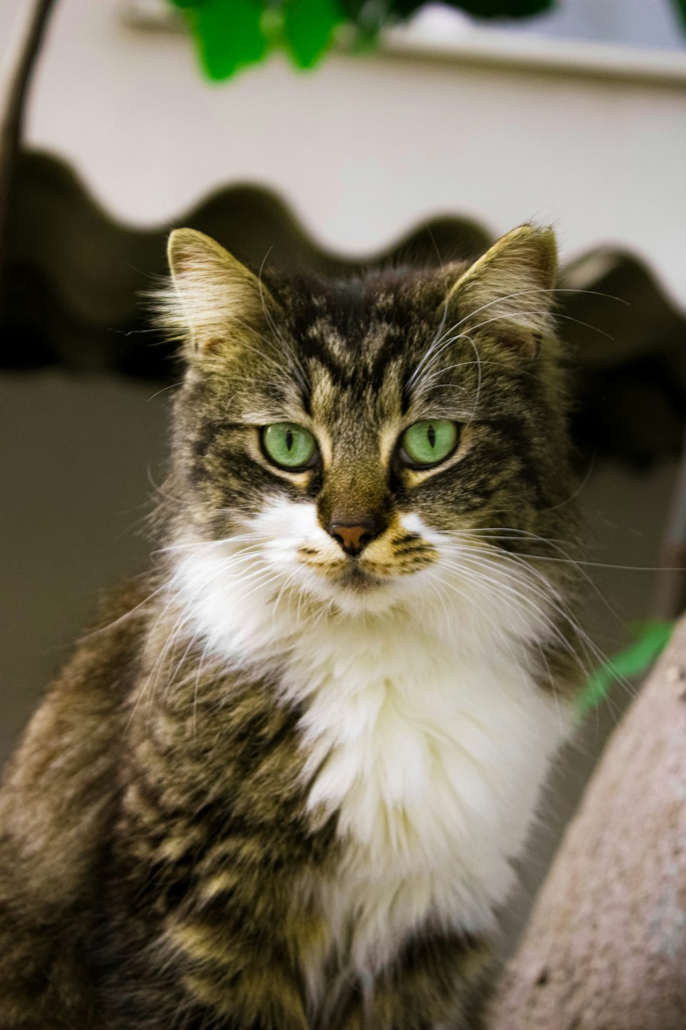 a cat with green eyes sitting on a chair